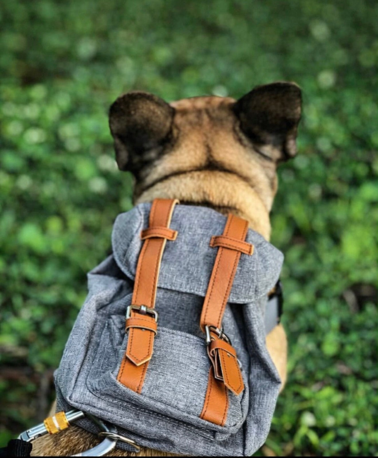 Adventure Dog Backpack – Adjustable Pet Backpack for Treats & Essentials